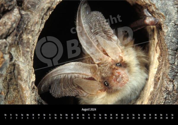 Fledermauskalender für 2023 - August